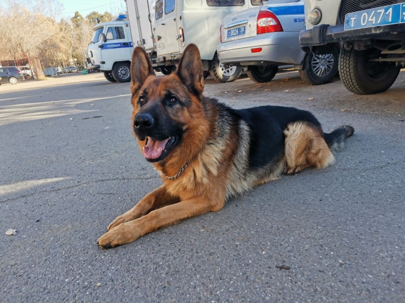 В Иркутской области служебно-разыскная собака Лорд привела полицейских к подъезду подозреваемых в грабеже